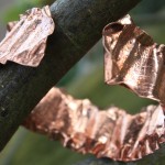 copper-torque-bracelet